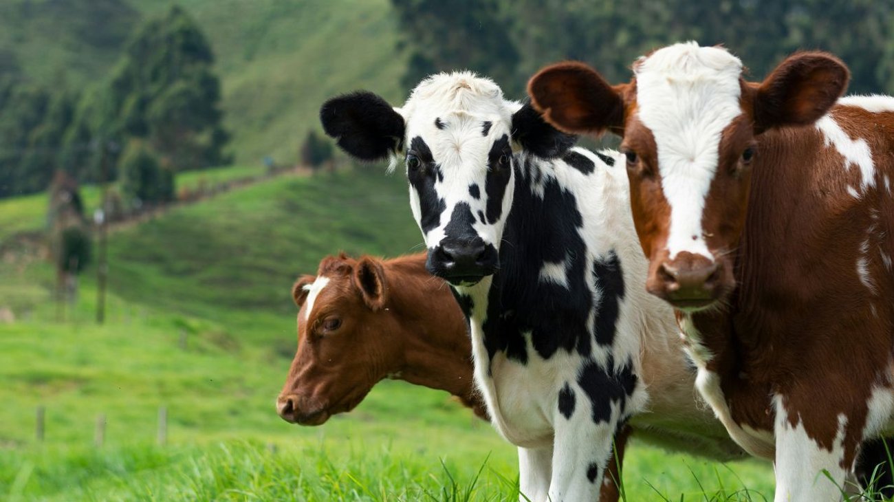 Genera preocupación de pandemia por caso de gripe aviar