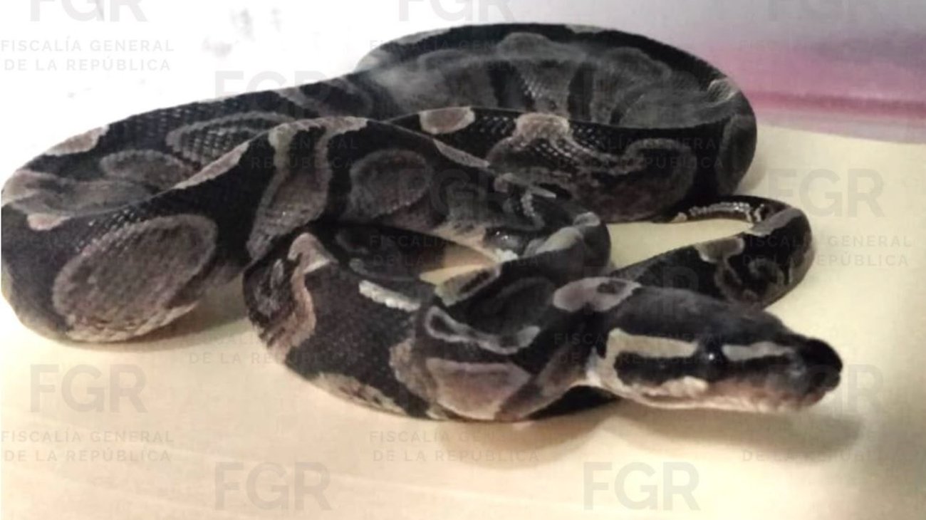 Rescata FGR a animales en peligro de extinción durante cateos