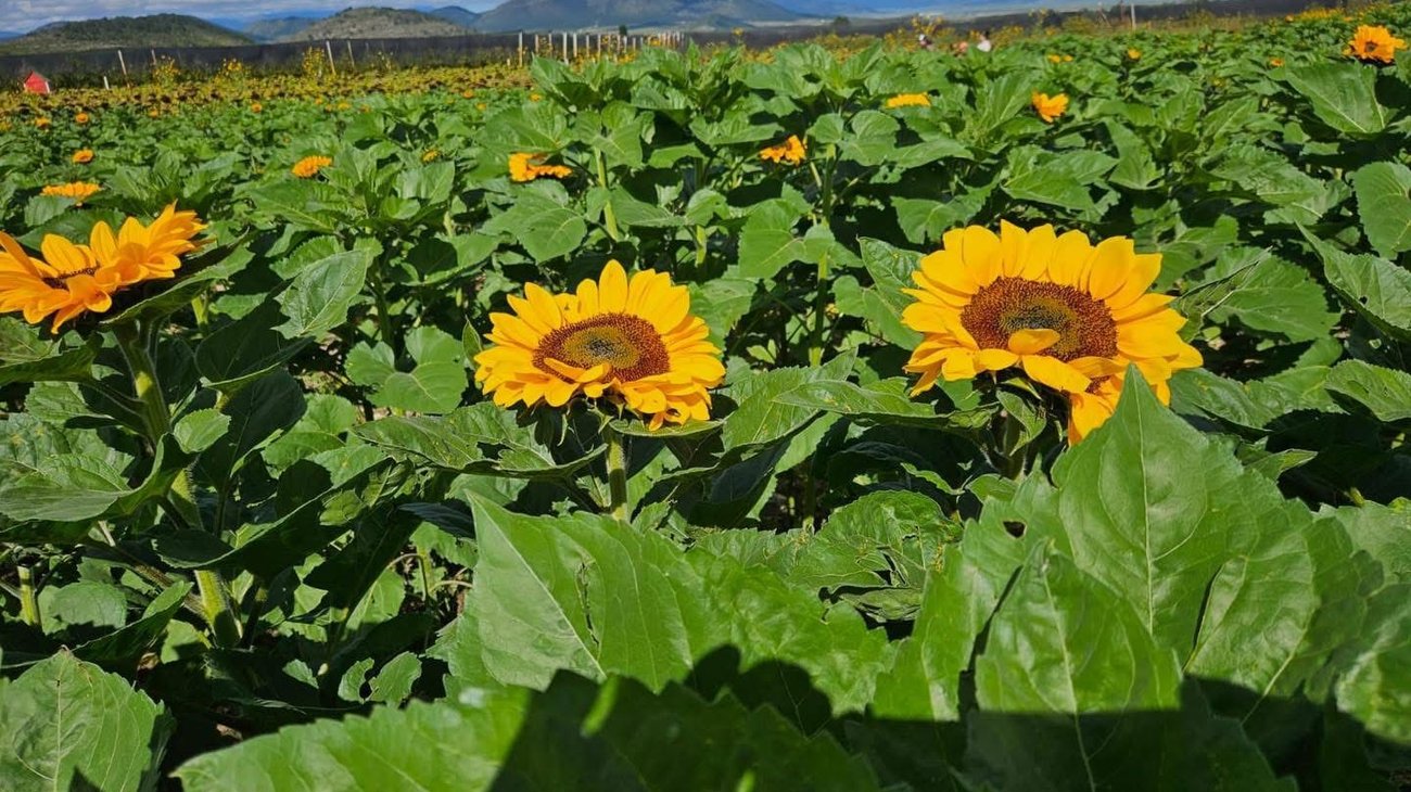 Listos girasoles de San Antonio de las Alazanas para visitantes
