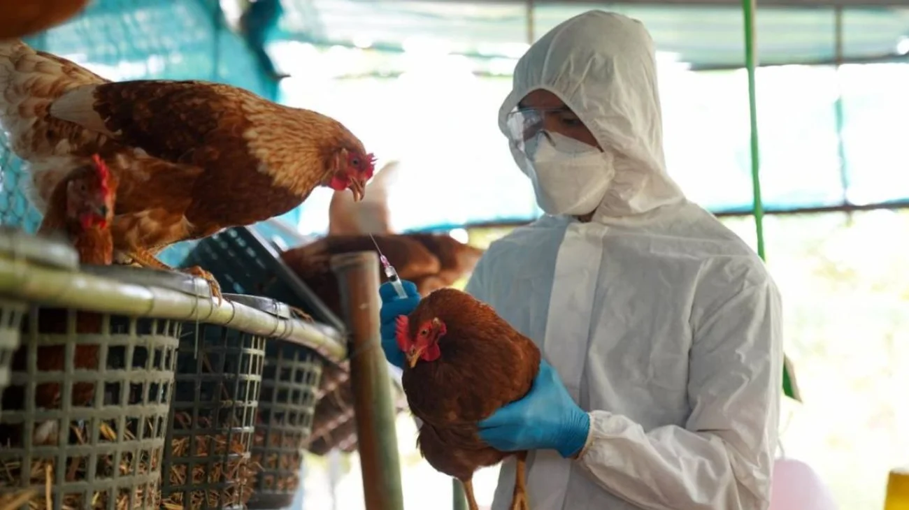 gripe_aviar_2_3631075c8a