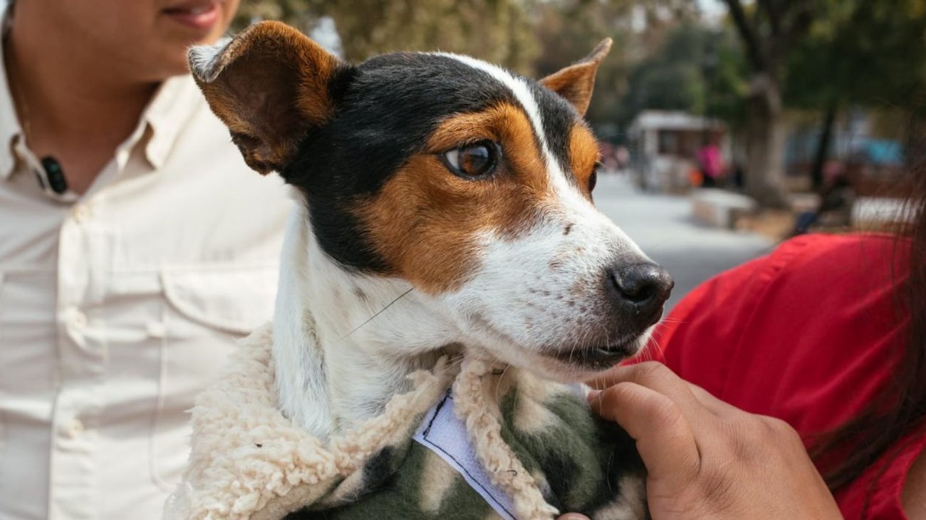 Guadalupe sugiere cuidados para mascotas por altas temperaturas