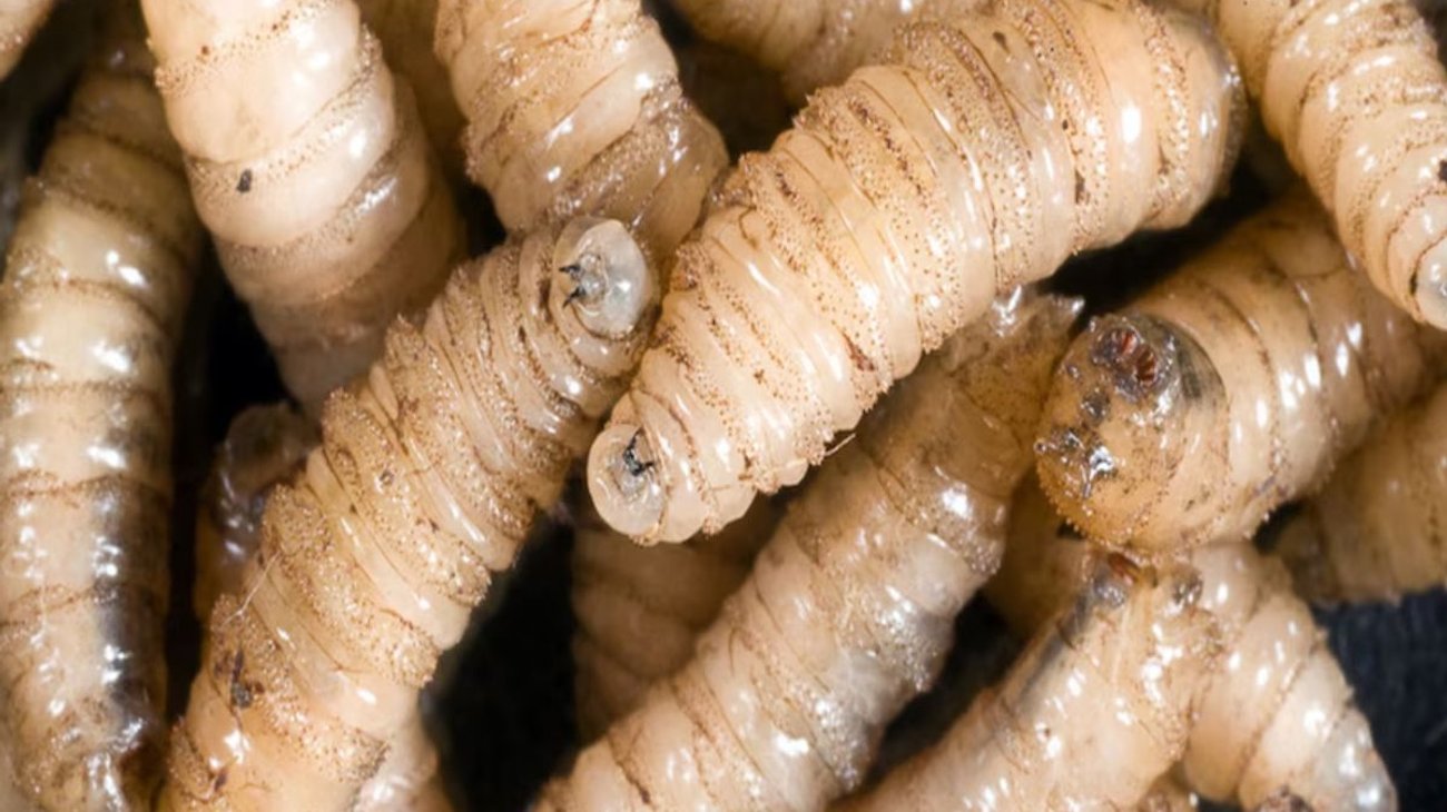 Llegó el gusano barrenador al ganado en Coahuila