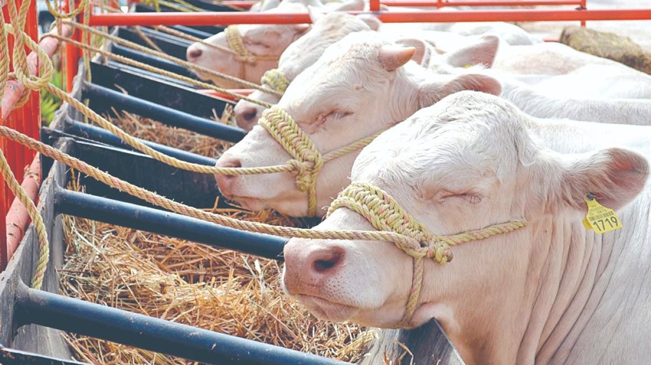 Registra NL otro caso de gusano barrenador, ahora en Montemorelos