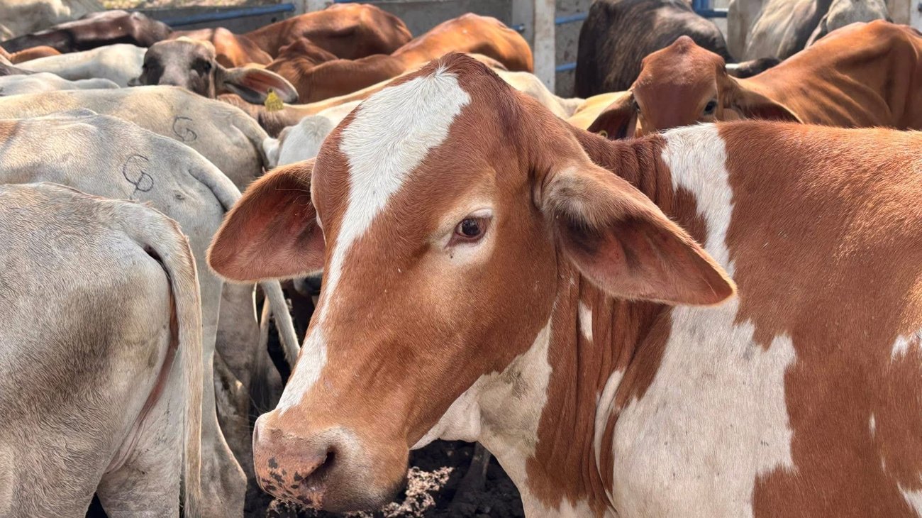 Detectan aumento de casos de gusano barrenador en Tamaulipas