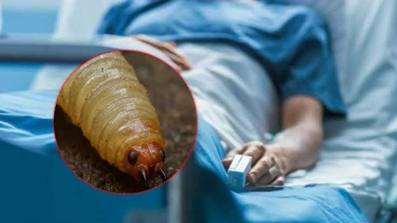 Supera infección por gusano barrenador y regresa a Linares