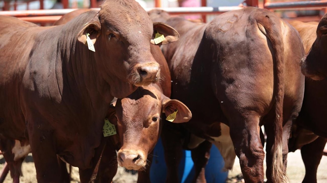 Instala Coahuila 43 trampas contra el gusano barrenador 