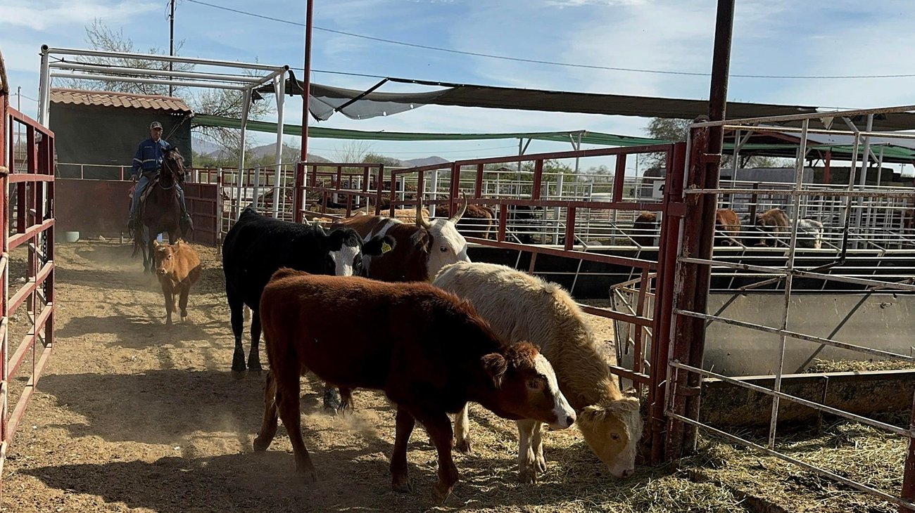 Activan operativo contra gusano barrenador y coordinan con EUA