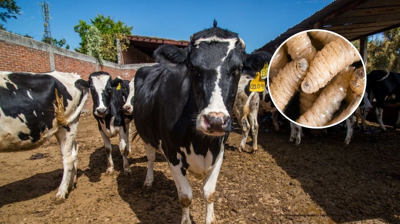 gusano_barrenador_mexico_aebde18a34