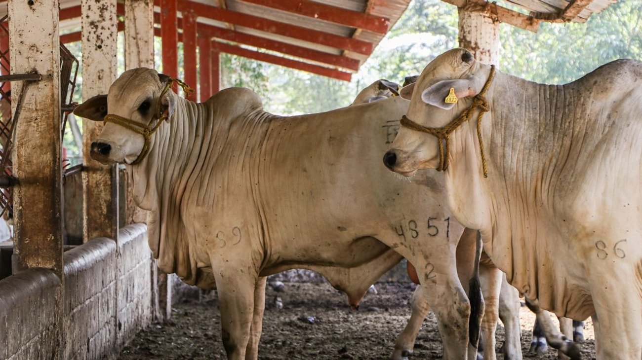 gusano_nl_montemorelos_sabinas_hidalgo_af64f7bfed