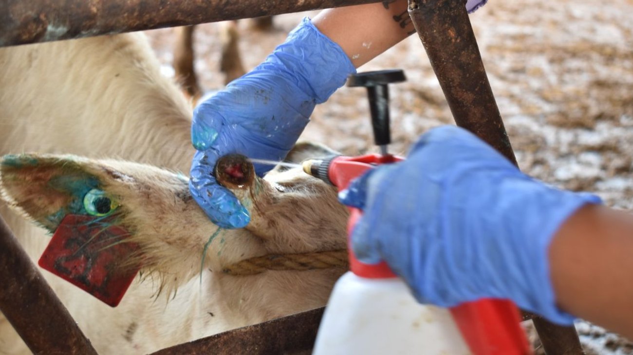 gusano_nl_sader_73382ffe7b