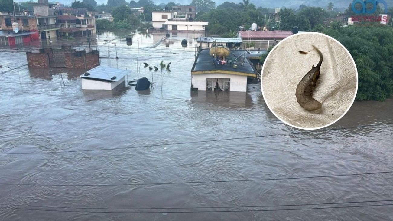 gusano_poza_rica_a2ddefb6e6