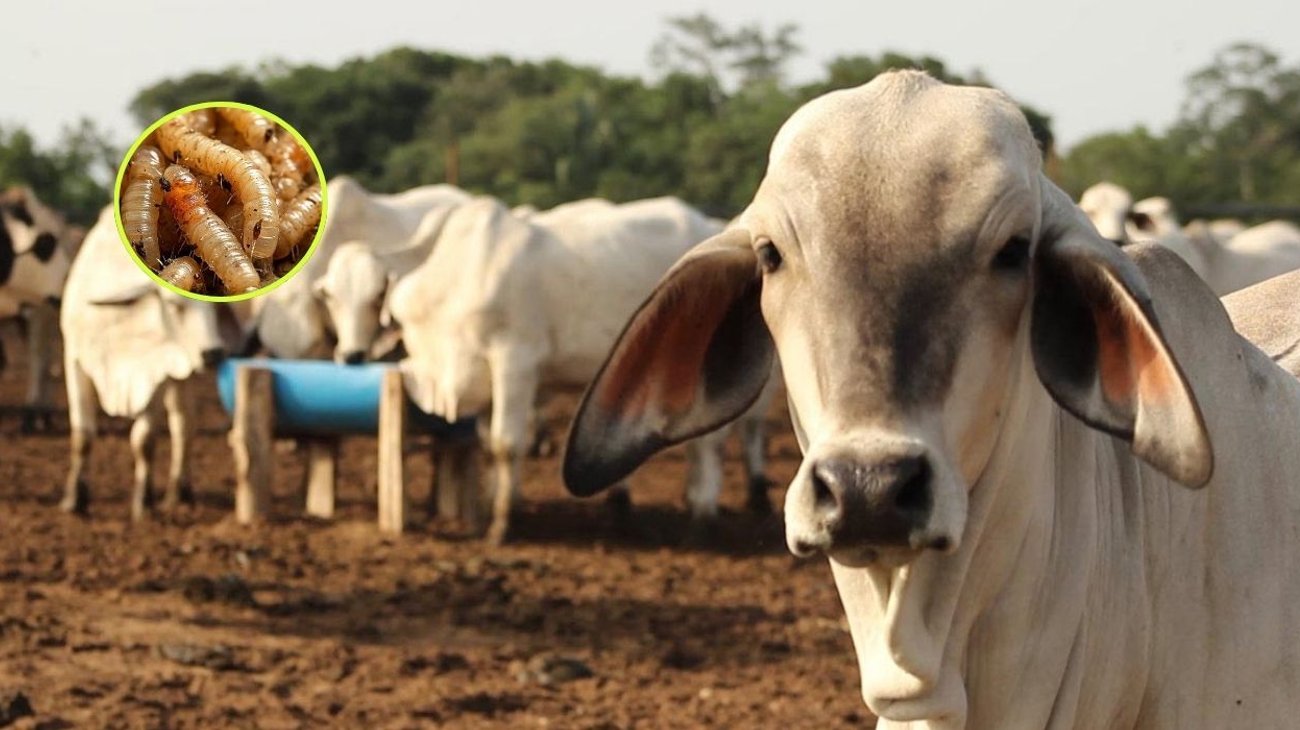 gusano_sheinbuam_1e8f96a7d2