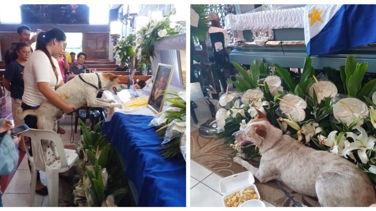 El 'Hachiko filipino' esperó un año a su amo muerto