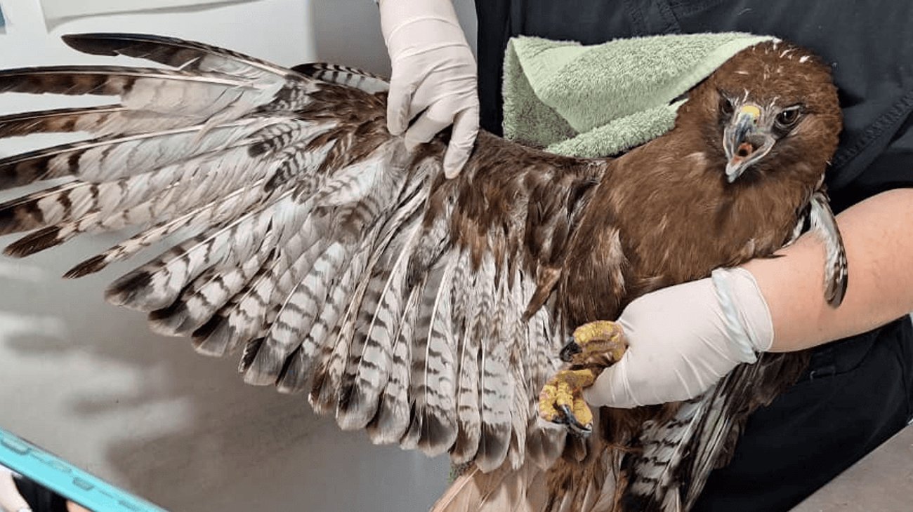 Activan rescate de halcón tras llamado en Escobedo