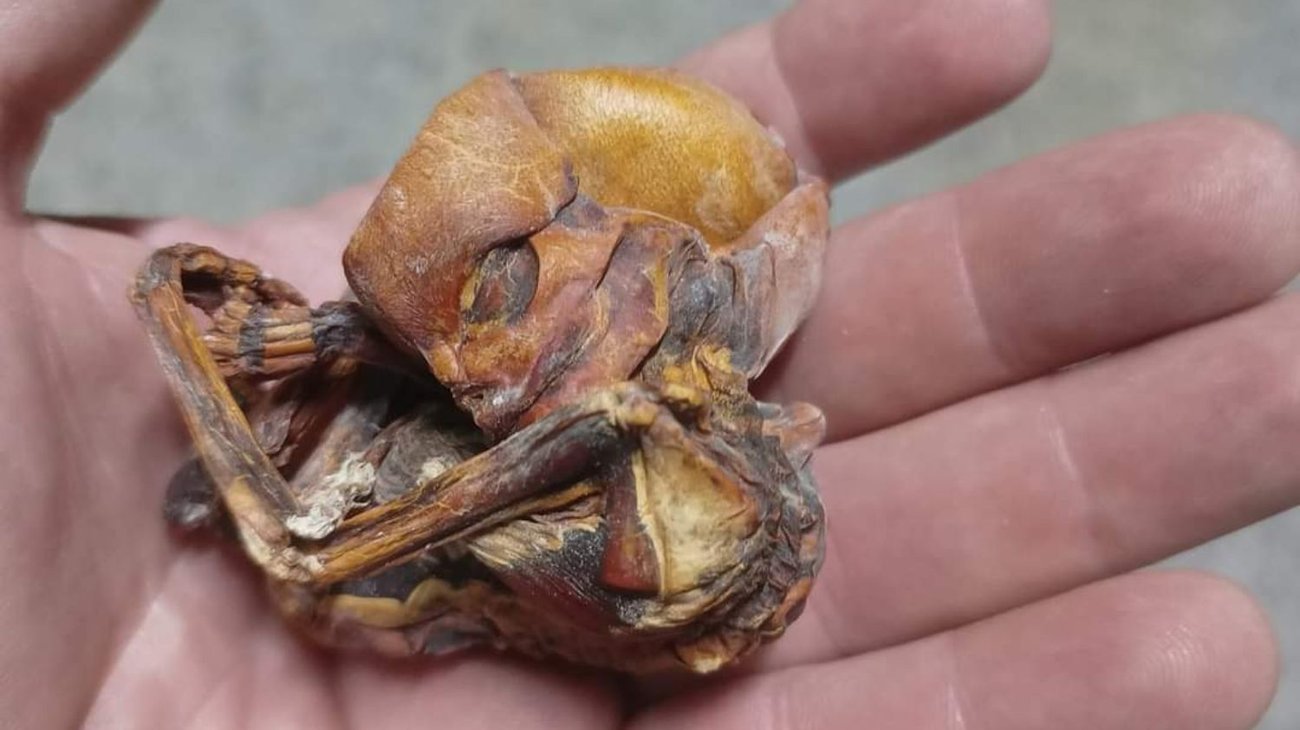 ¿Extraterreste? Sorprende hallazgo en cerro de Monterrey