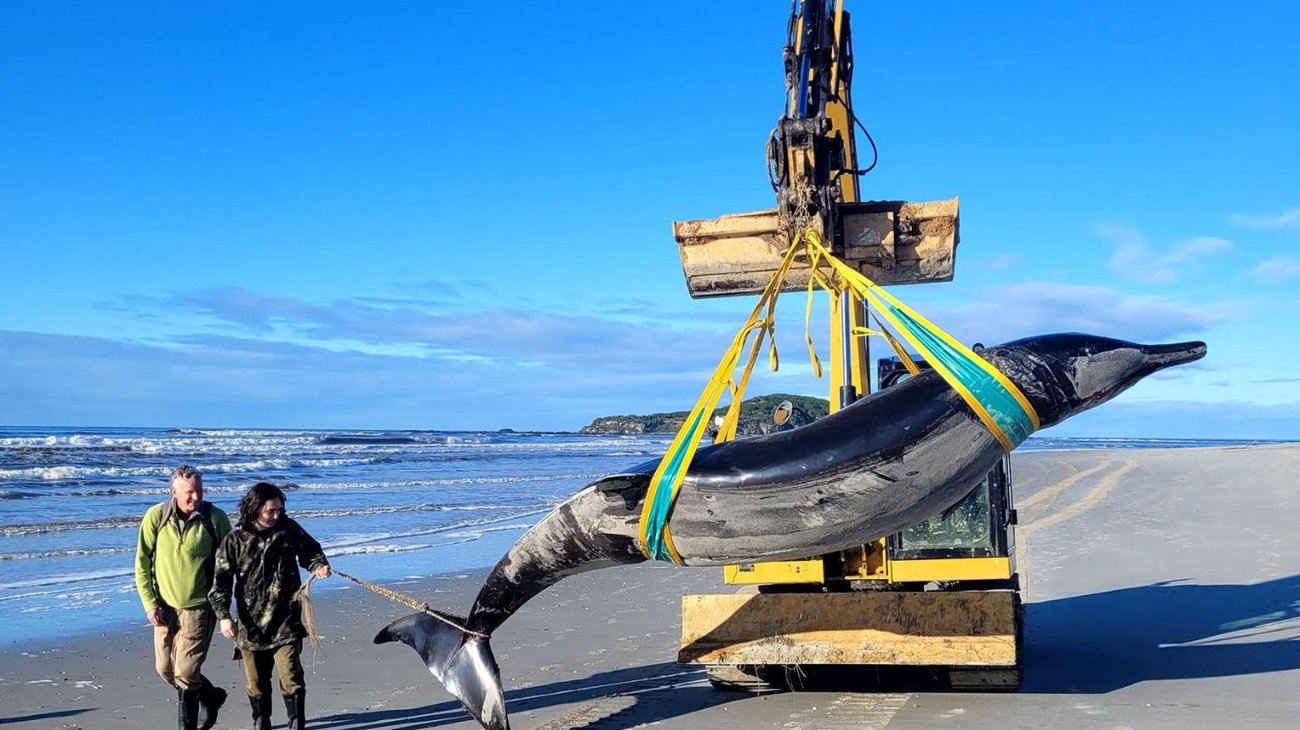 Encuentran el cadáver de la ballena más rara del mundo