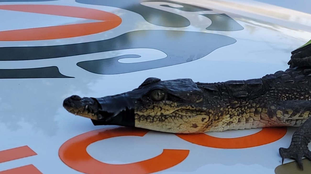 Hallan cocodrilo al interior de un domicilio en Monterrey