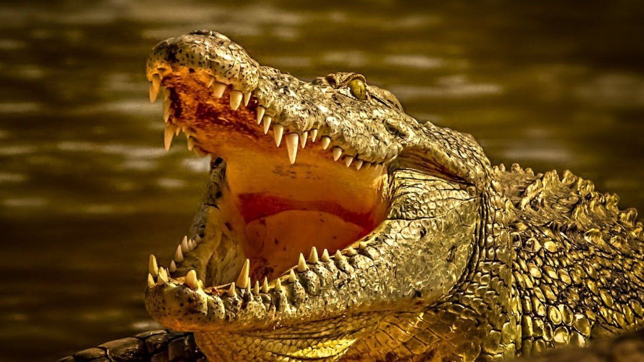 Encuentran restos de mujer devorada por un caimán en Houston