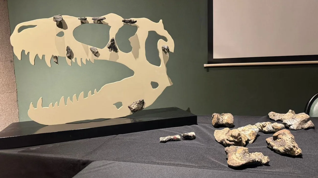 Descubren en Coahuila nueva especie de tiranosáurido