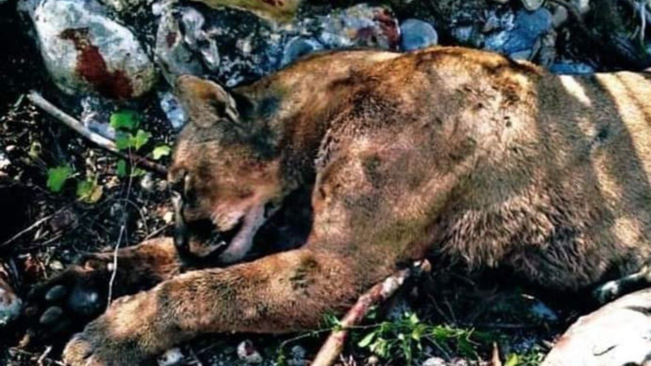 Campesino se enfrenta a un puma en Tamaulipas