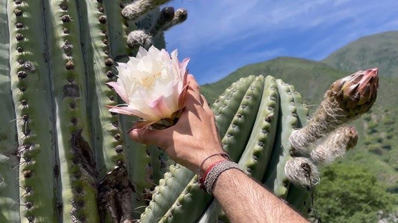 Buscan salvar en España cactus gigante regalado por México