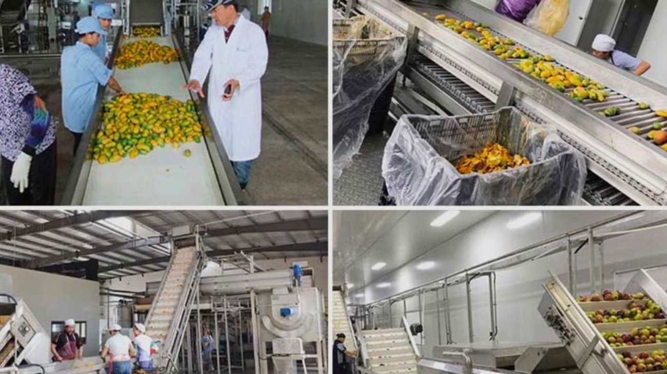 Huasteca tamaulipeca en plena cosecha de mango