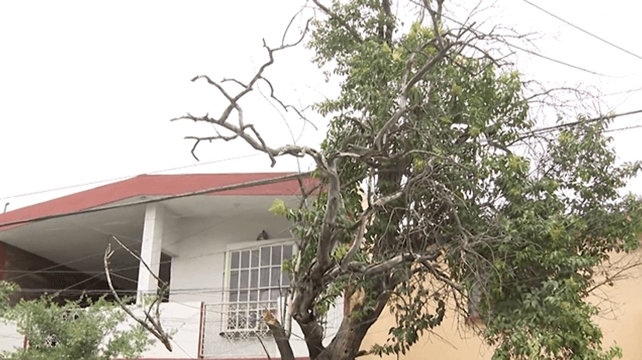 Ramas de árbol en riesgo en colonia Valle del Márquez