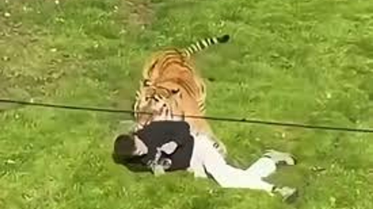 Hombre muere tras ser atacado por un tigre en zoo inglés