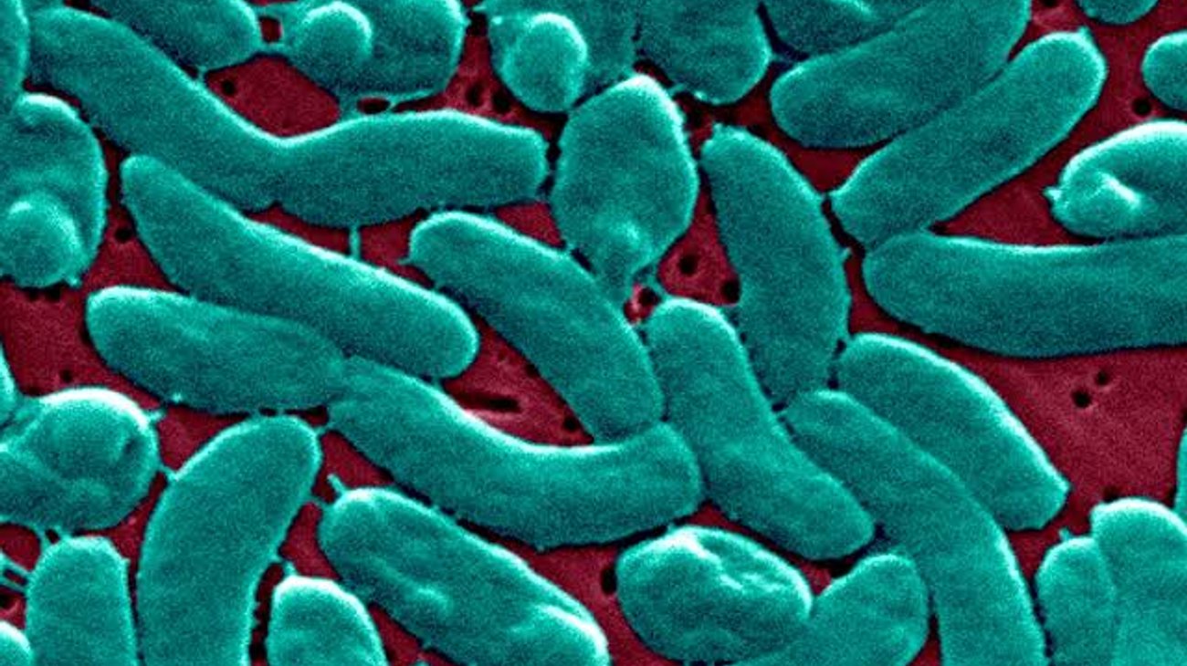 Alertan en Luisiana por bacteria “carnívora” en el mar