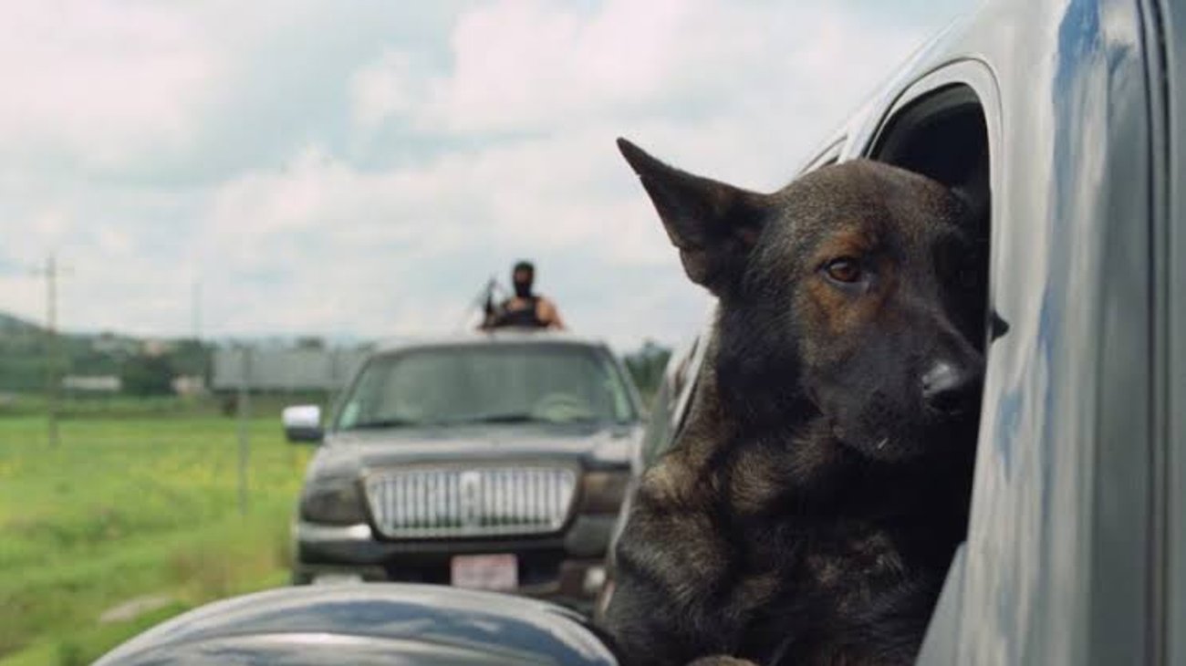 'Morro': el perro de un capo mexicano llega al cine