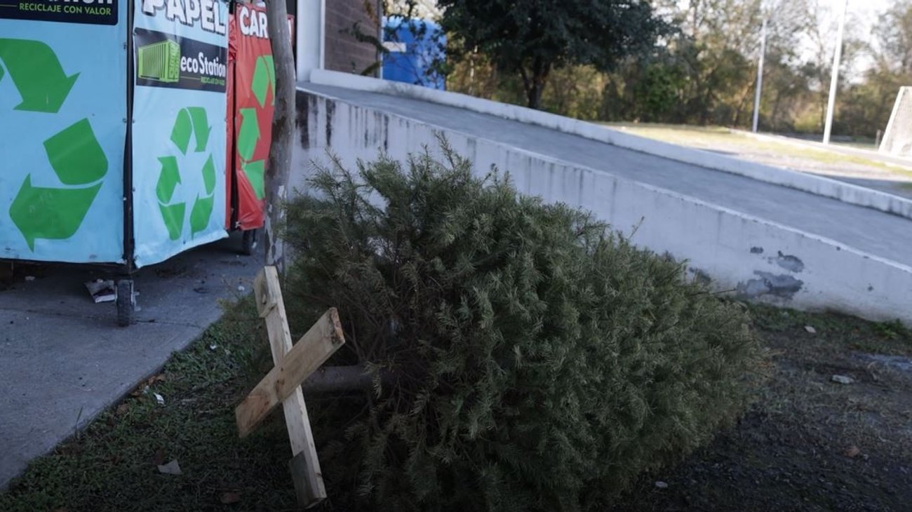 Instalan 10 centros para acopio de pinos navideños en Santiago