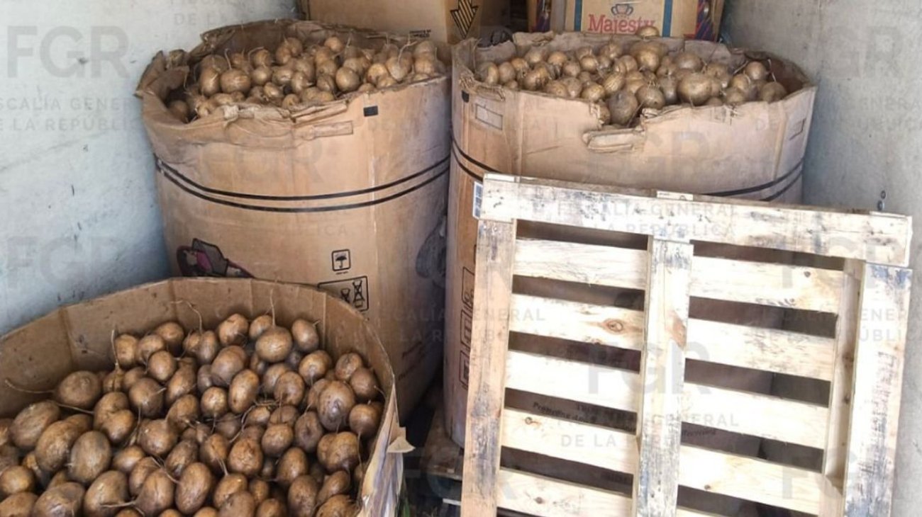 incautan_916_kilos_metanfetamina_oculta_entre_jicamas_08c5c84811