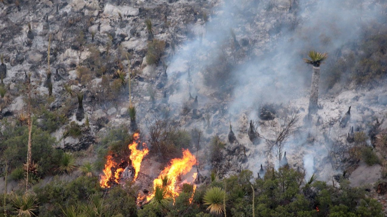 Liquidan 40% incendio forestal en 'El Cascajo 2'