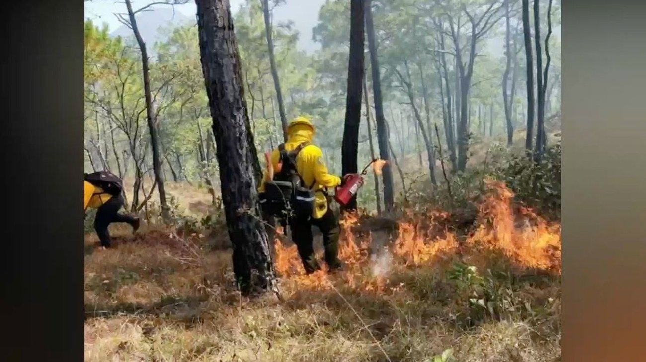 Deja temporada de incendios mil hectáreas afectadas