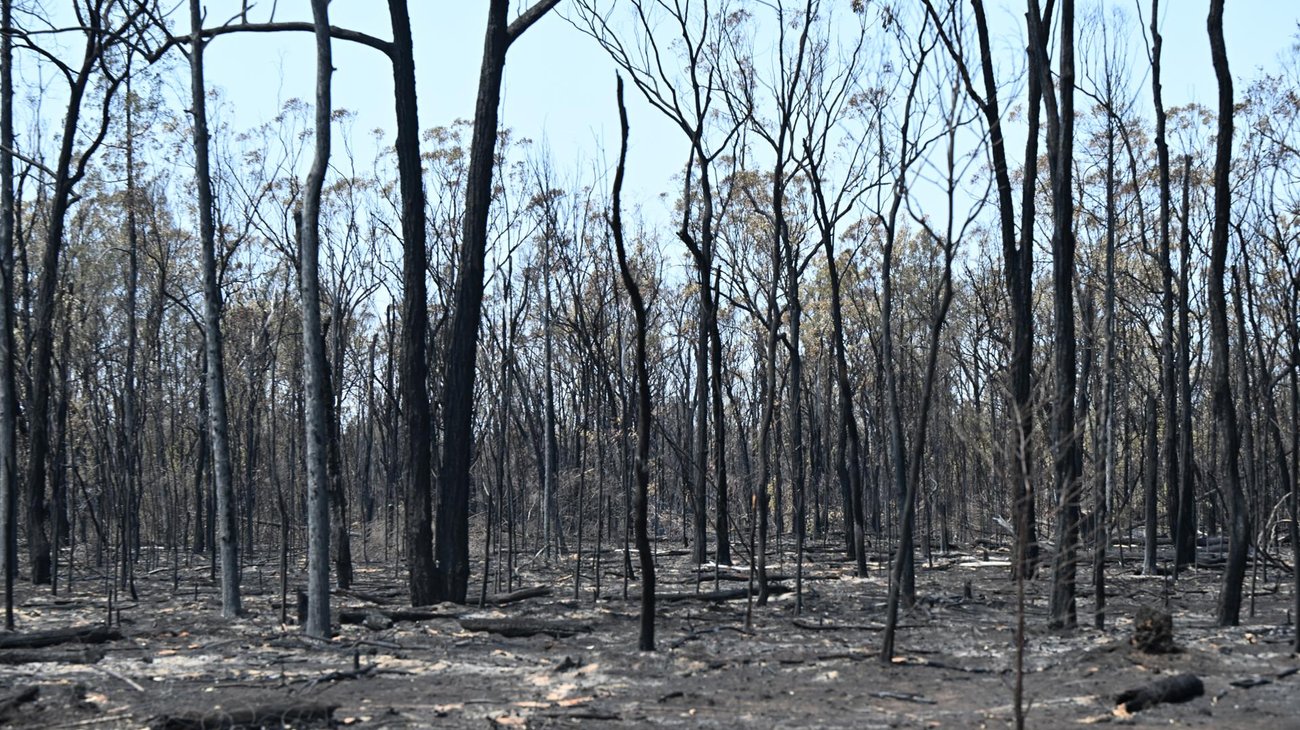Decenas de incendios forestales arden en Australia