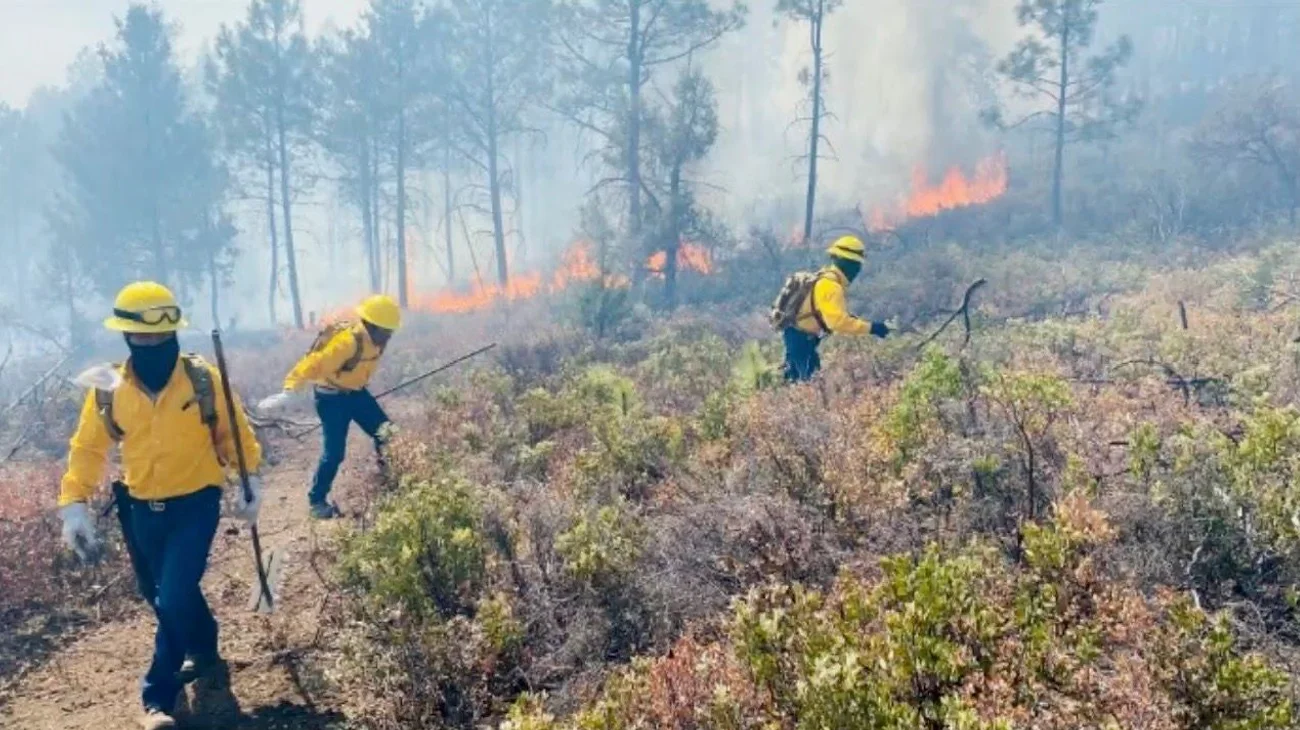 Prevalece elevado riesgo de incendios forestales en Tamaulipas
