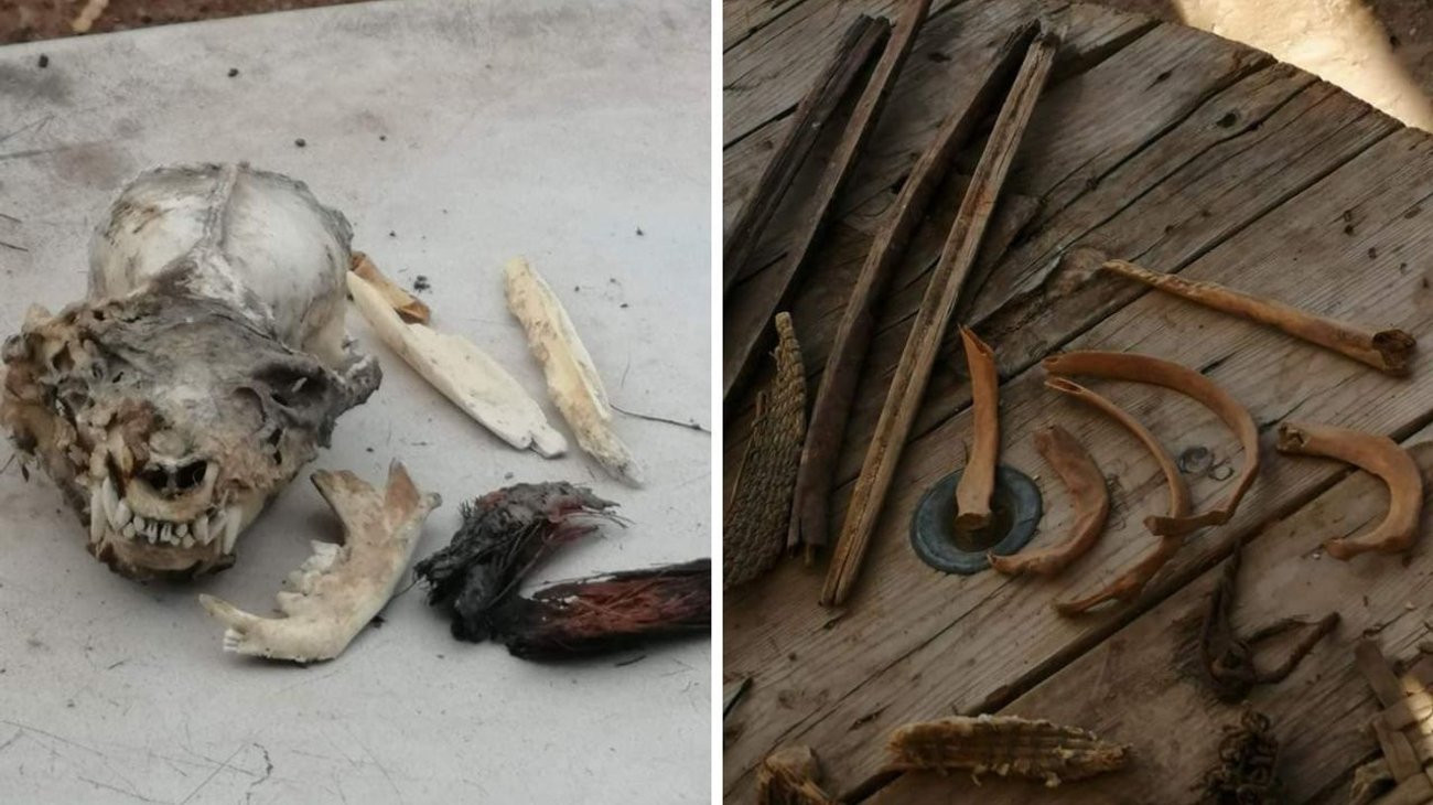 ¿Un nahual? Hallan cráneo humano con colmillos en Coahuila