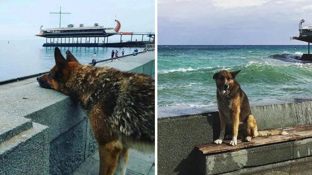 ¡Muere Hachiko de Crimea! ‘Verá’ a su dueño luego de 12 años