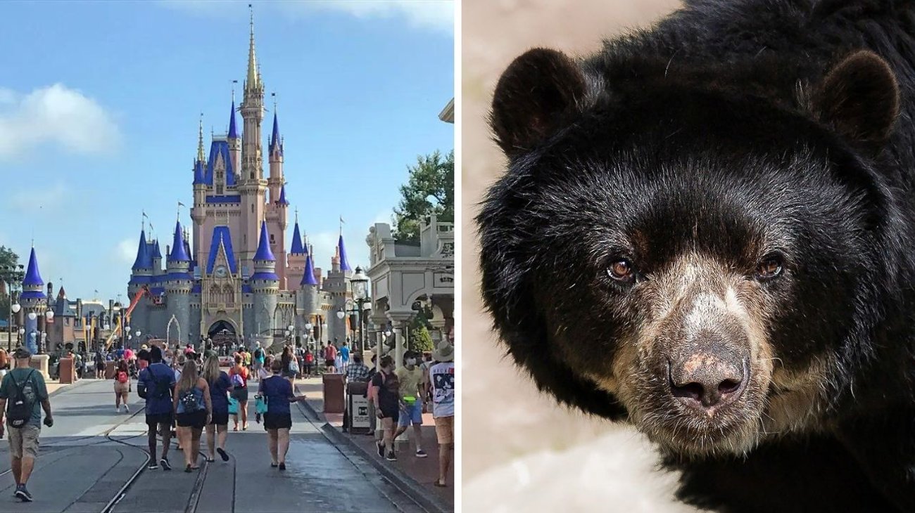 Oso irrumpe parque de Disney y cierran varias atracciones