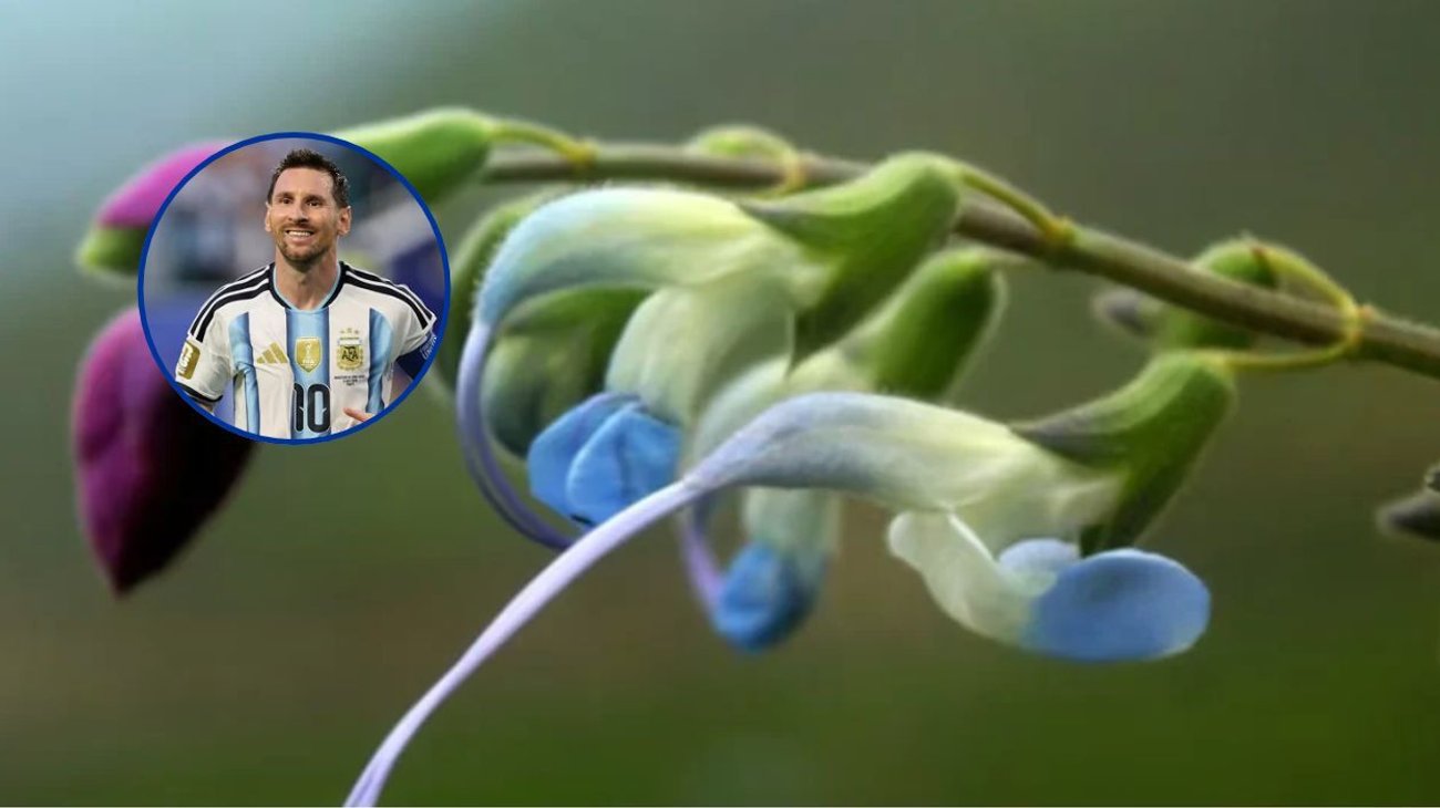 Bautizan una nueva flor de Perú en honor a Lionel Messi