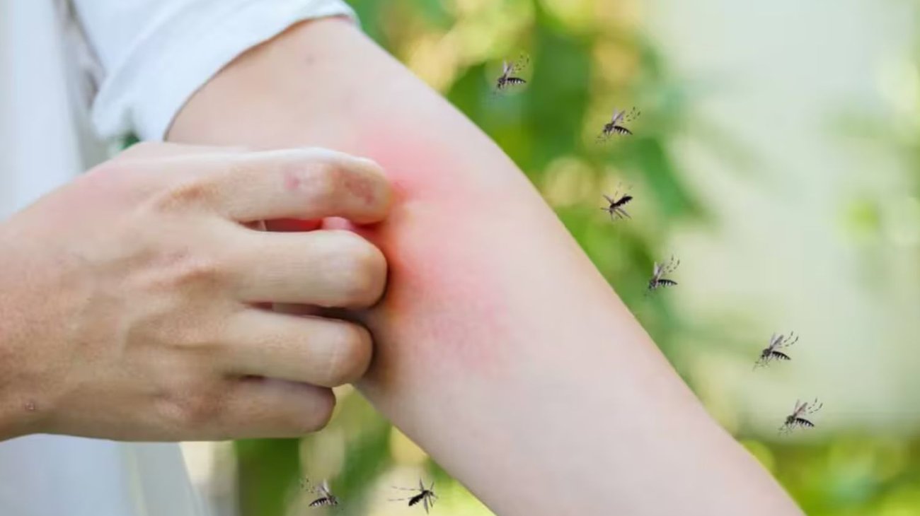 ¿Qué son los insectos que están 'atacando' a los regios?