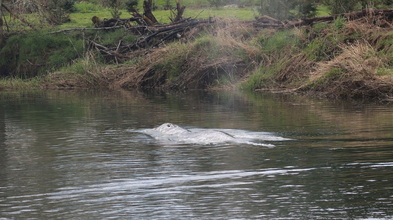 inter_ballena_washington_0ee74ee9b5