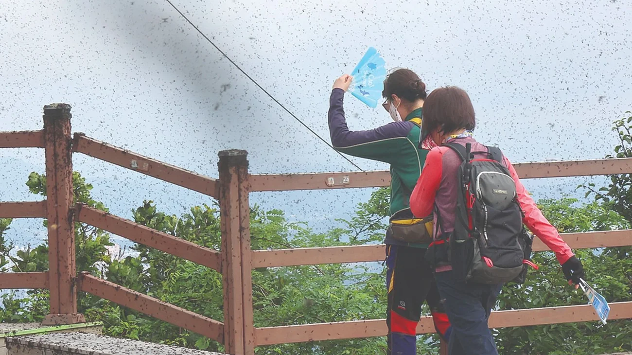 inter_plaga_seul_b463722c18