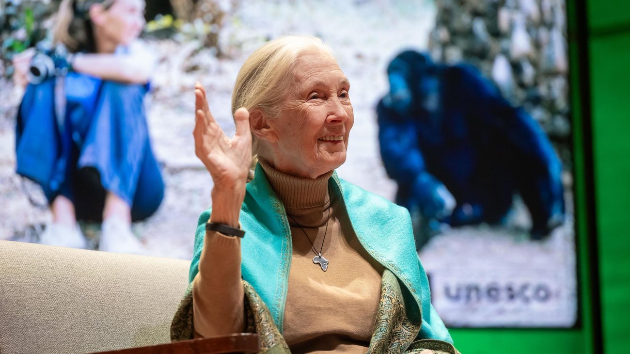 Muere la científica Jane Goodall, experta mundial en chimpancés
