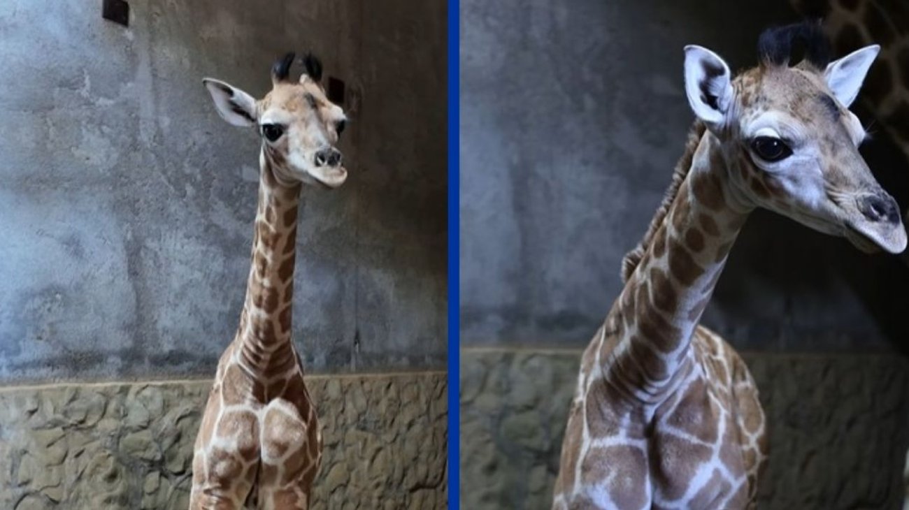 Nace jirafa hembra en Bioparque Estrella y suma 15 ejemplares