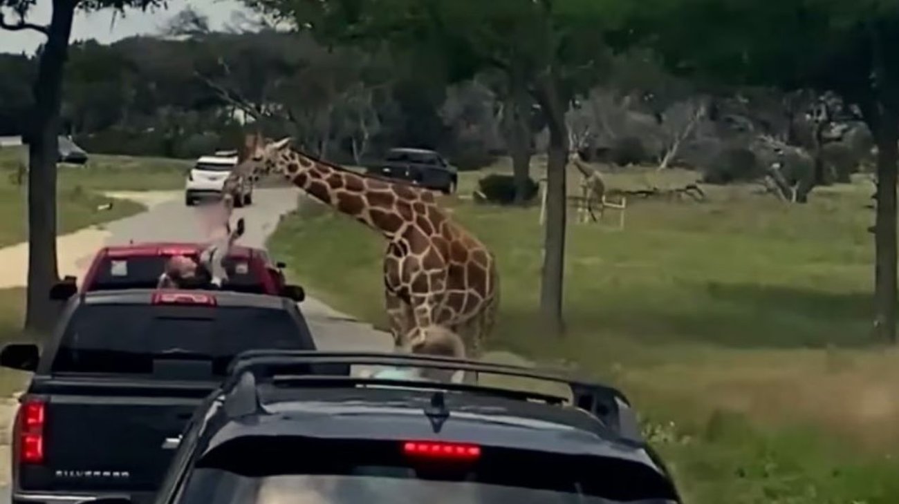 Jirafa levanta a menor de 2 años durante safari en Texas