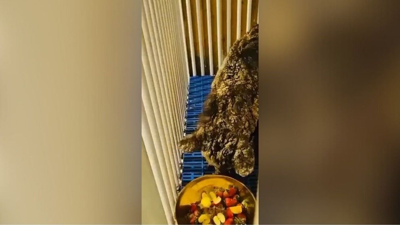 La osa Mina llega a su nuevo hogar en Hidalgo