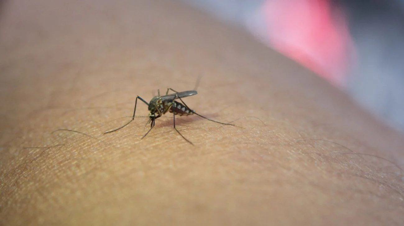 Advierten omisión y falta de recursos ante crisis por dengue