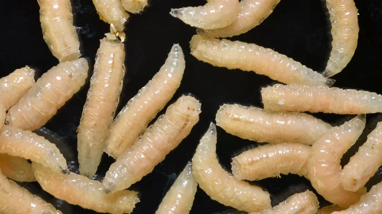 Detectan tercer caso humano por gusano barrenador en Chiapas