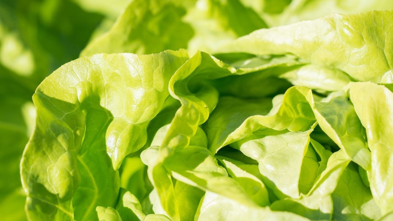 Abre Salud estudio en lechuga tras brote de ciclosporiasis en EUA